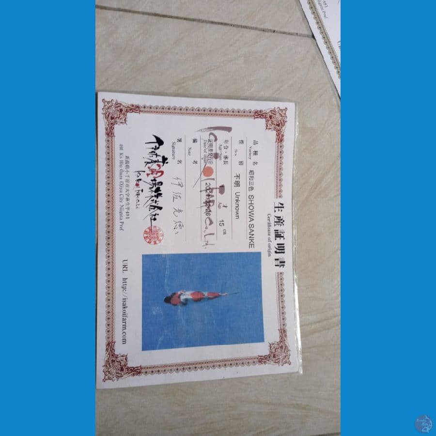 showa isa ,35cm serti,