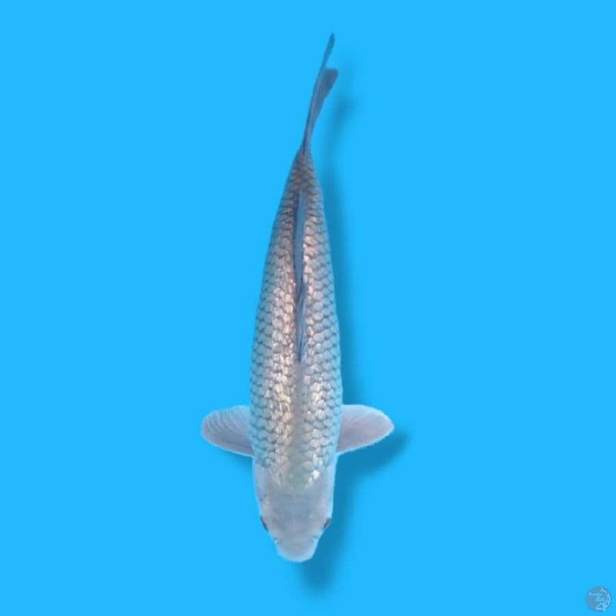 SQ Kingindrin C 37 Male