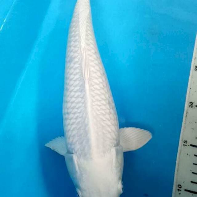 Platinum . Female