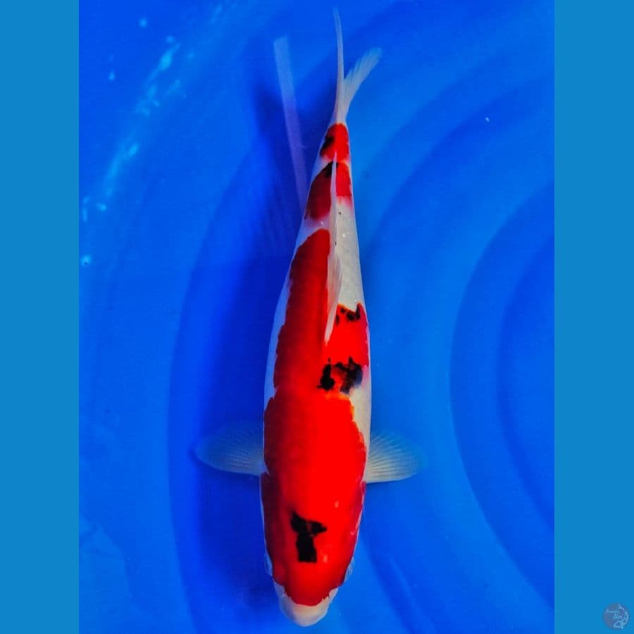 sanke merah strong 33cm