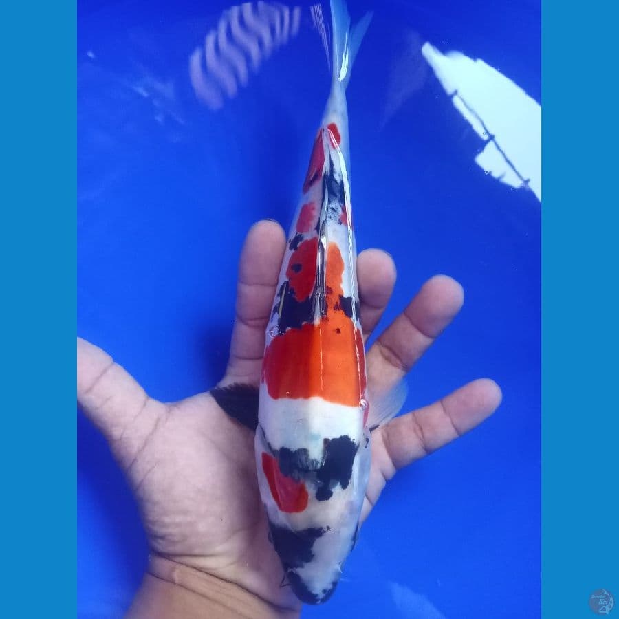 showa doitsu 25cm
