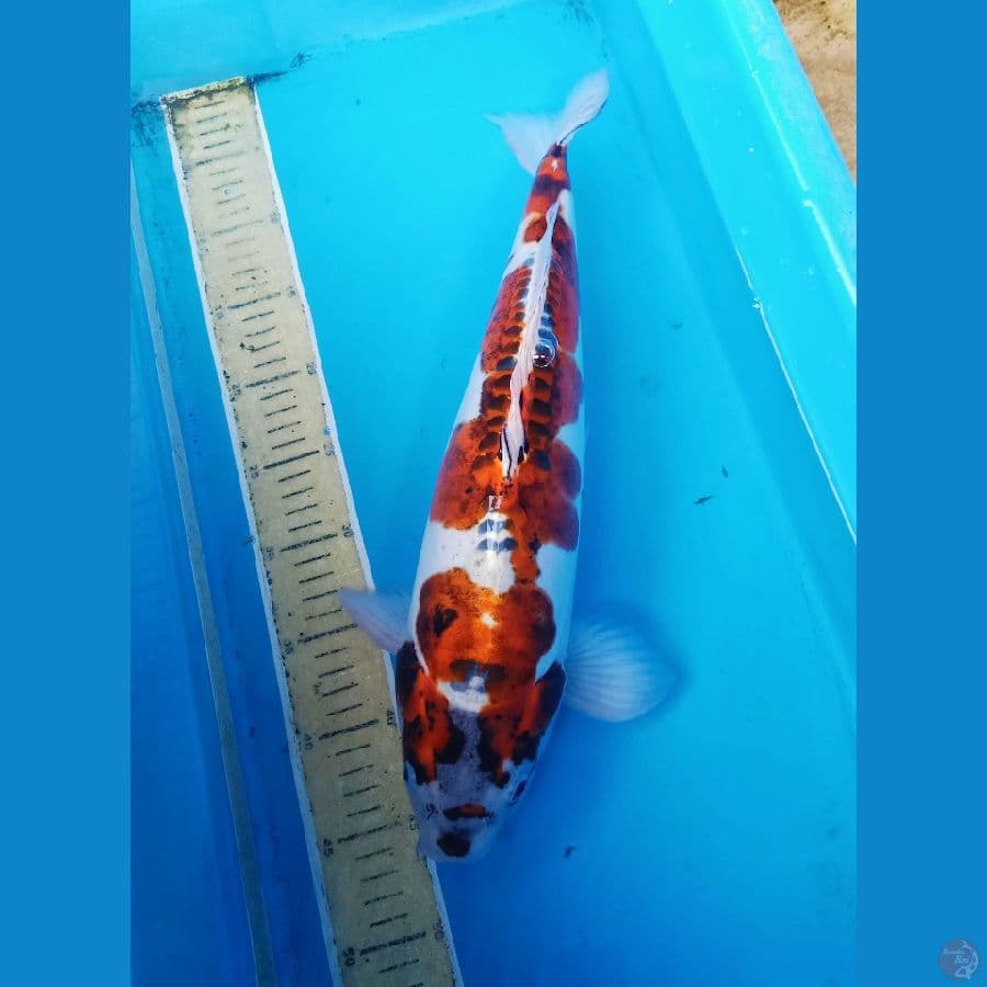 45bu.. koleksi langka goromo doitsu murni