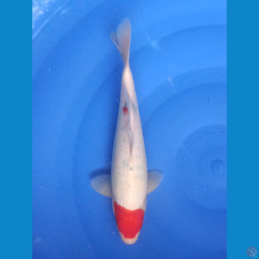 Tancho 28cm