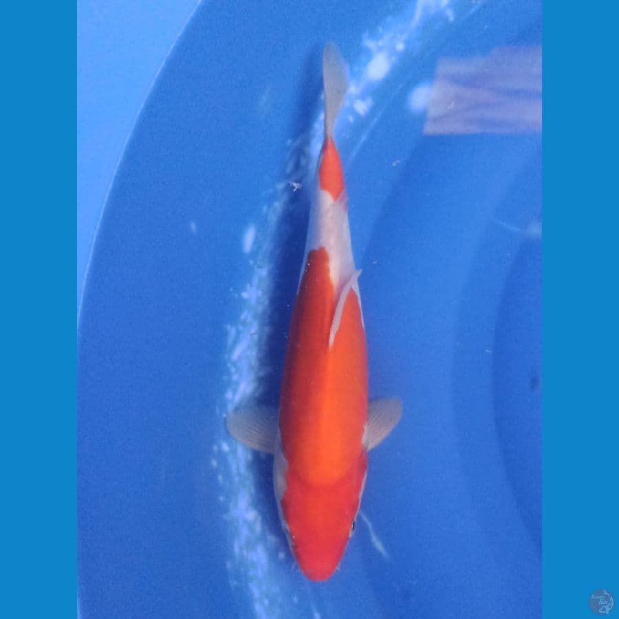 Kohaku doitsu 26cm