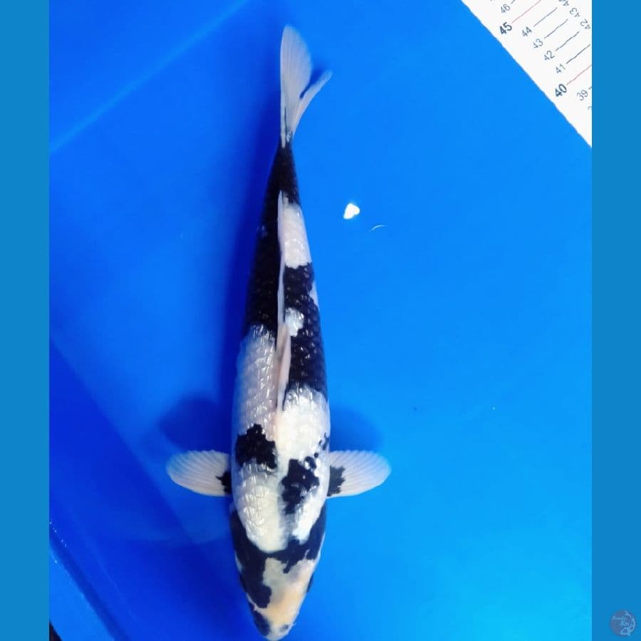 SQ gindrin B 33cm