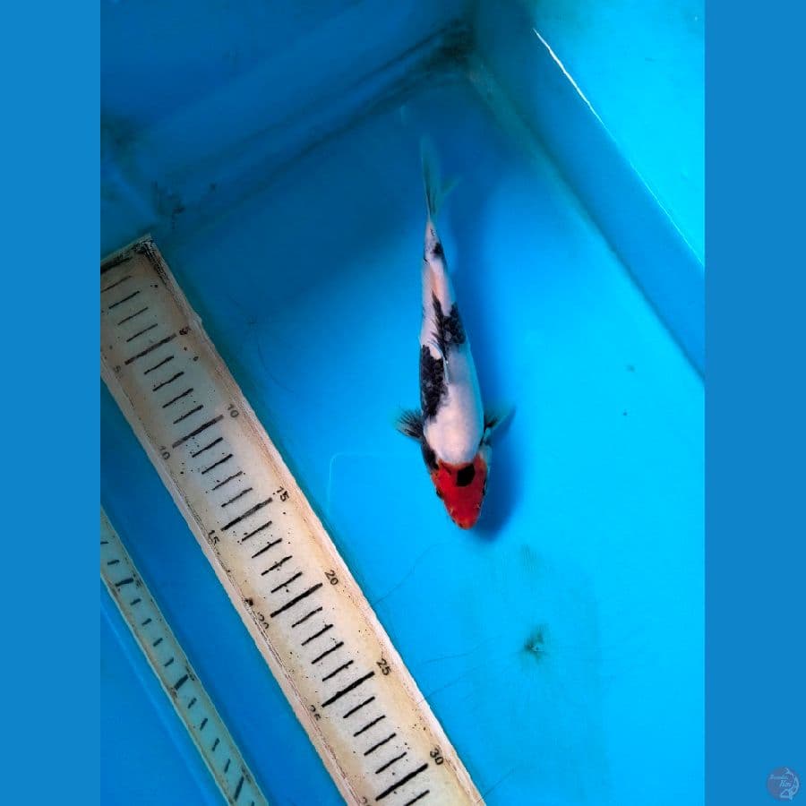 tanco showa 19cm