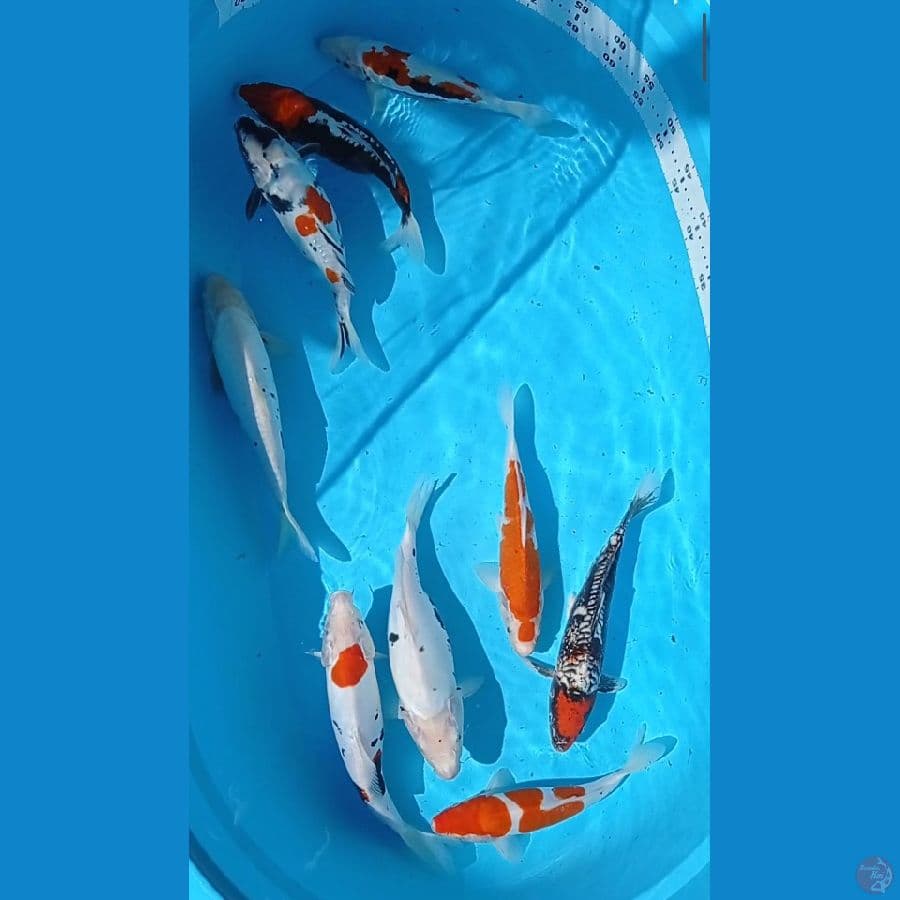 Kumon,showa,kohaku: 9 ekor