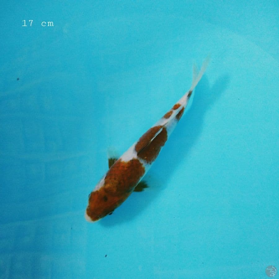 goromo 17 cm