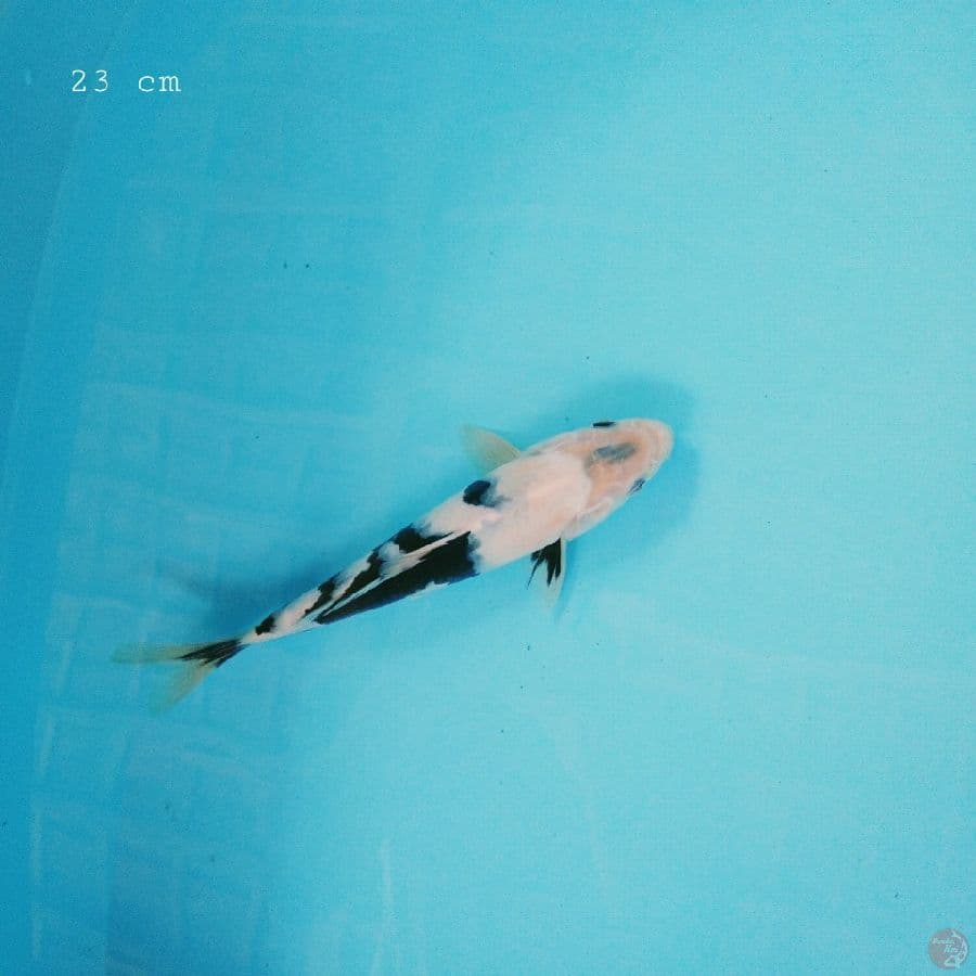 shiro 23 cm