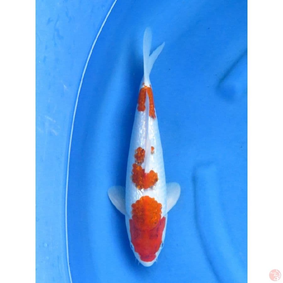 37cm , Male - Goromo Ginrin