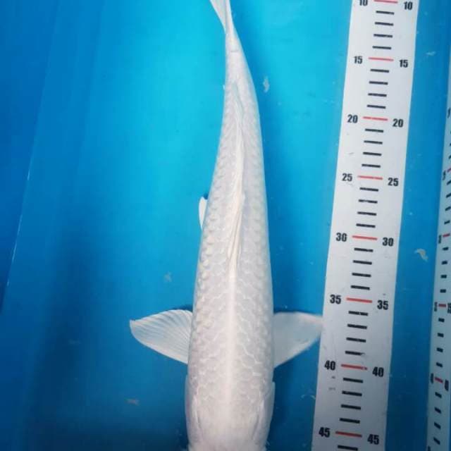 SPESIAL TAHUN BARU 43CM
