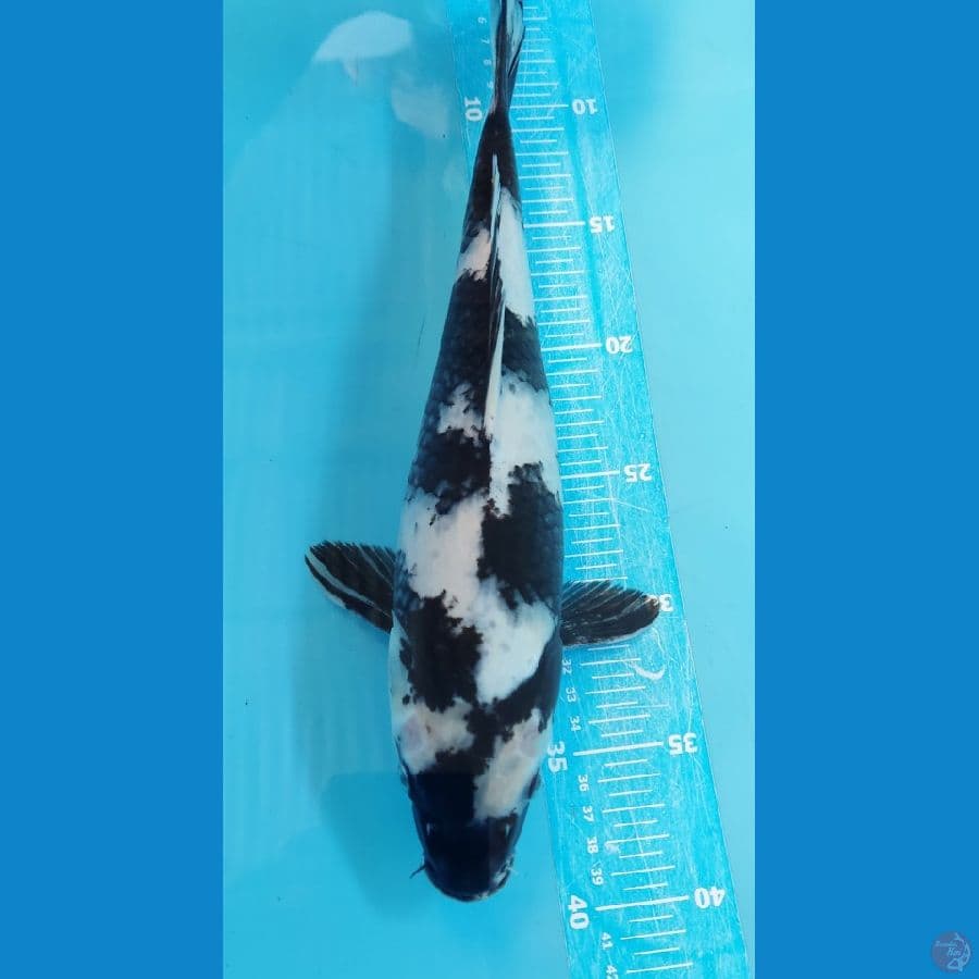 SHIRO 34cm