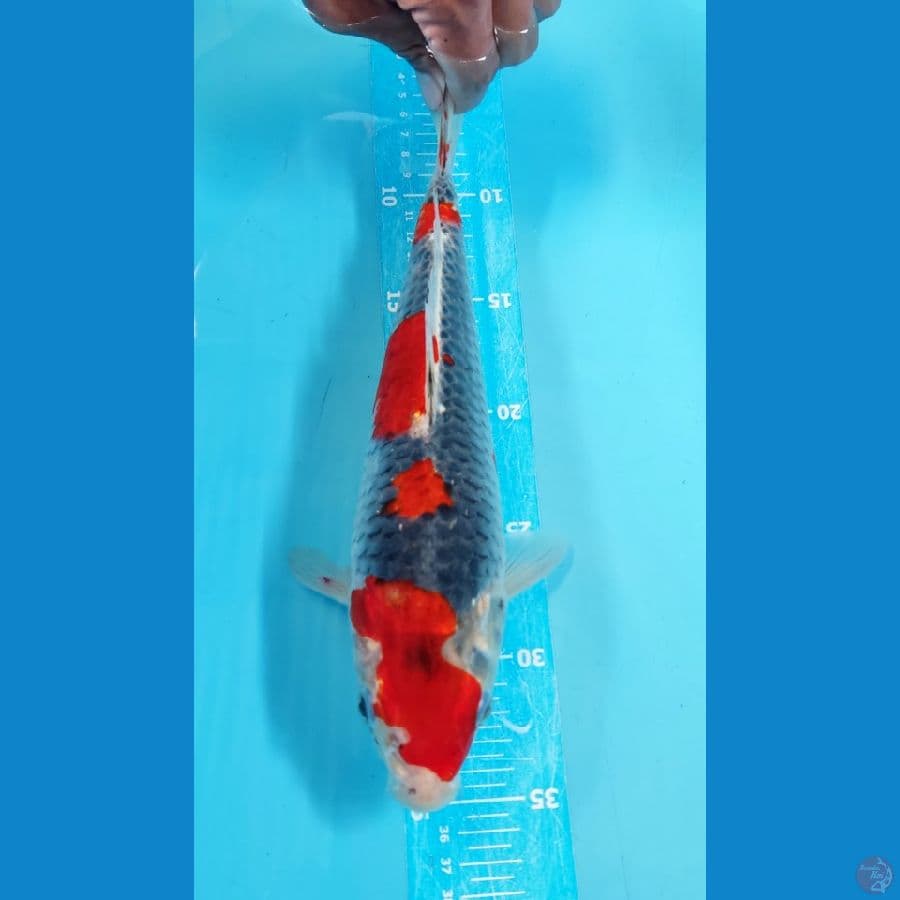 GHOSIKI 31cm F