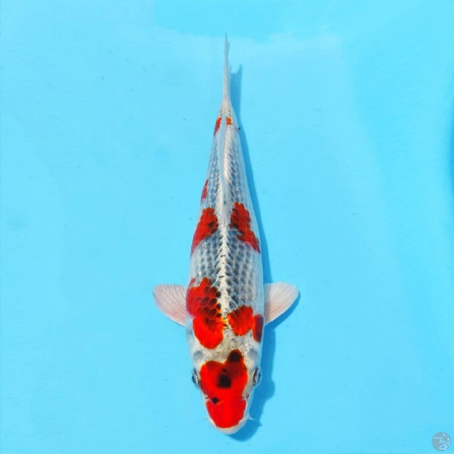 2. GOSHIKI 24 CM FEMALE