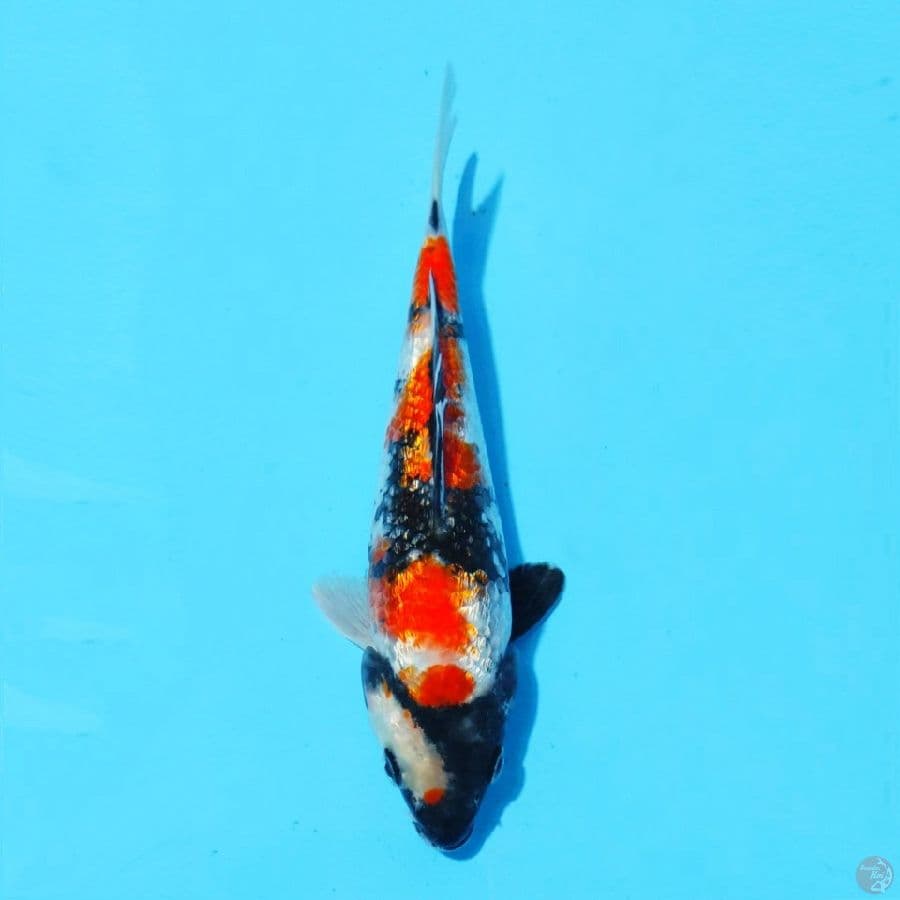 3. GINRIN SHOWA 19 CM MALE