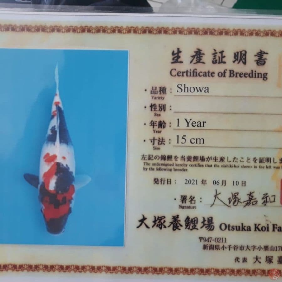 Showa Otsuka 30cm (Serti)