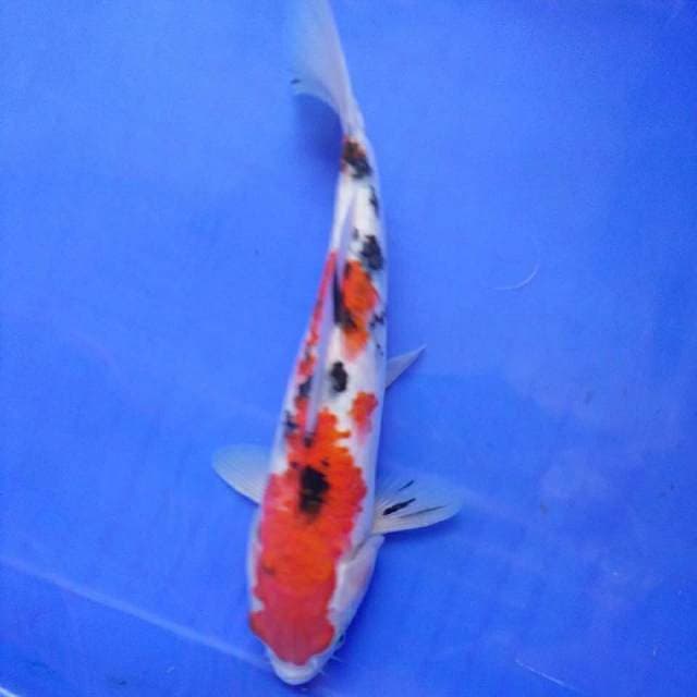HWC (S of T)sanke 27cm