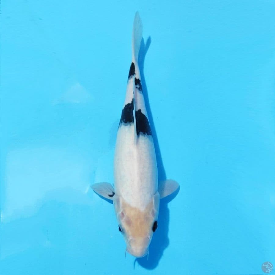 8. SHIRO UTSURI 30 CM FEMALE