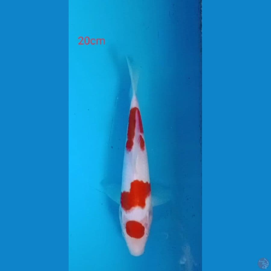 kohaku maruten 20cm