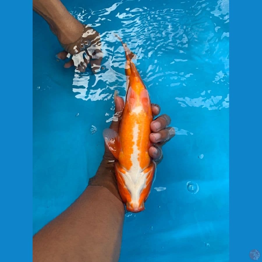 AKA HAJIRO 32CM MALE