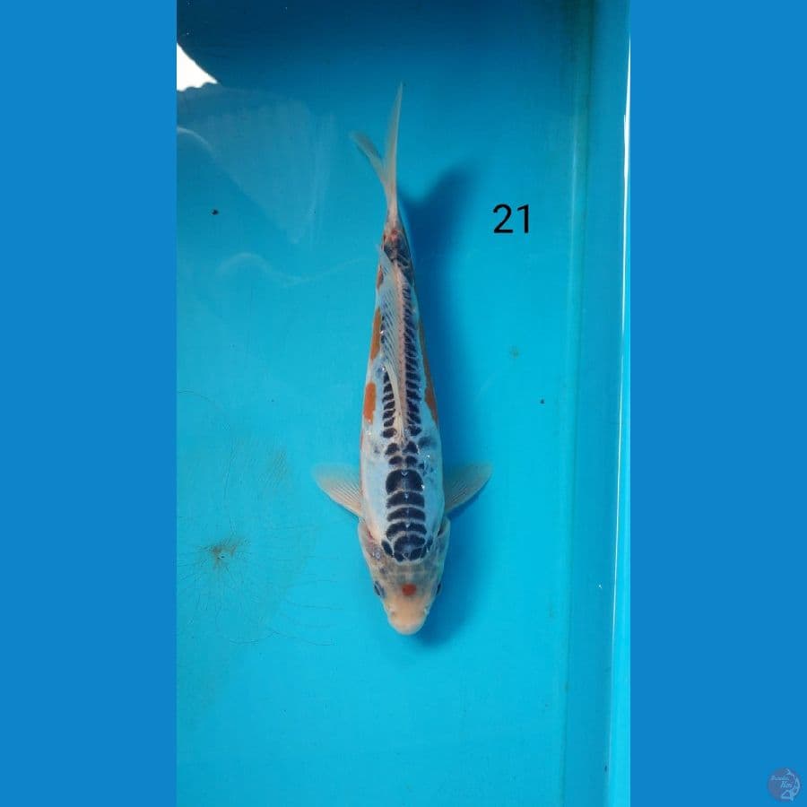 TC Shusui HQ, 21CM