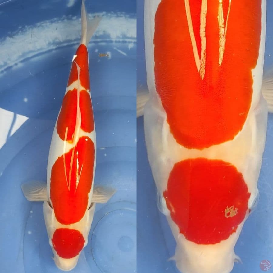 kohaku doitsu SQ 3 step /// 40cm