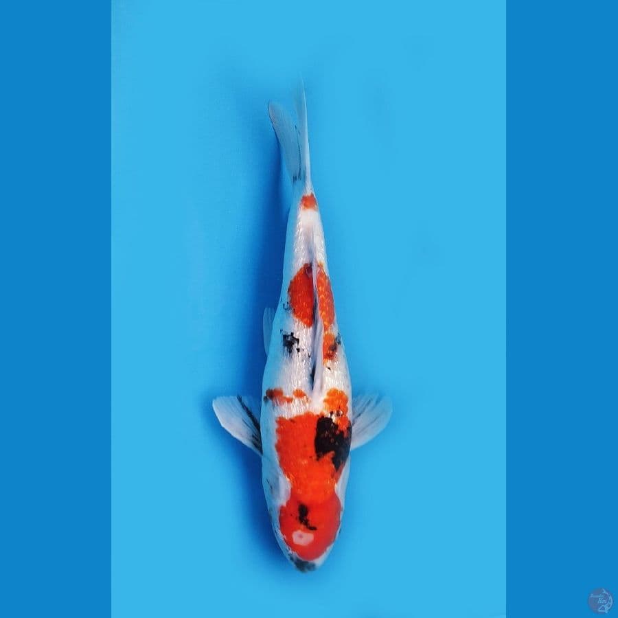 Showa Gindrin Ada Hikui nya 40cm