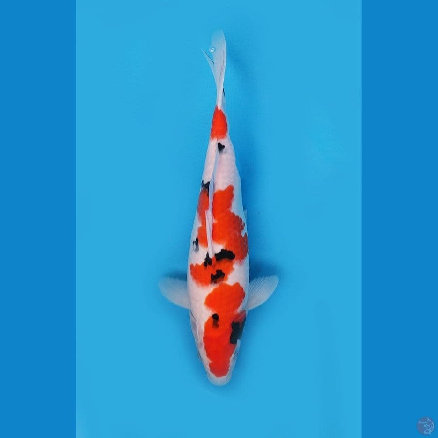 Sanke SQ 32cm