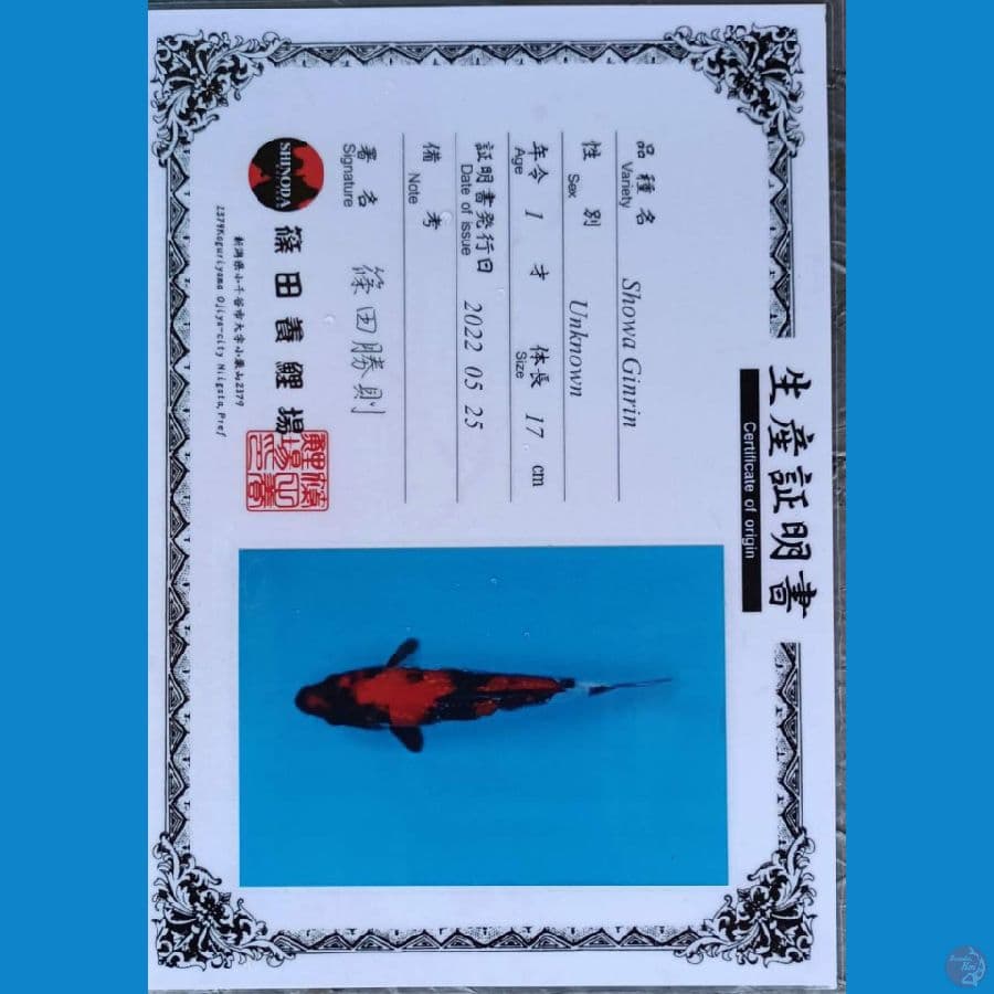 Shinoda Showa Ginrin sz 23cm