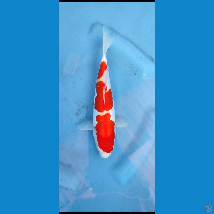 kohaku murni _24 cm