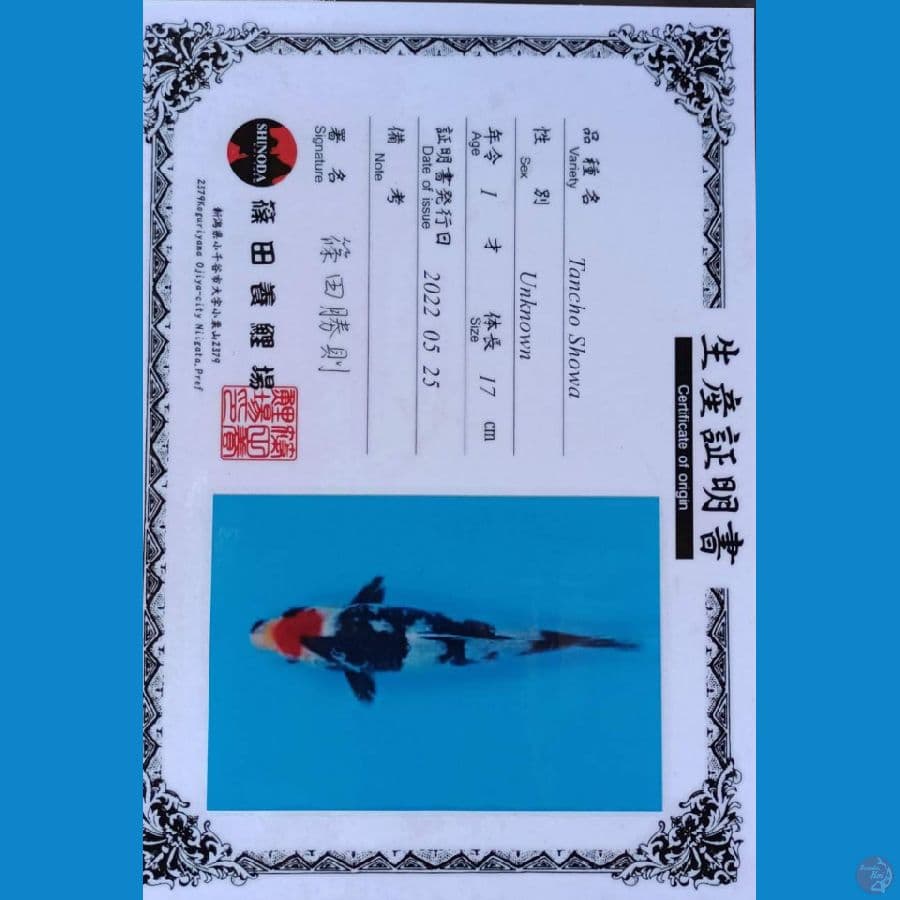 Shinoda Tc Showa sz 22cm