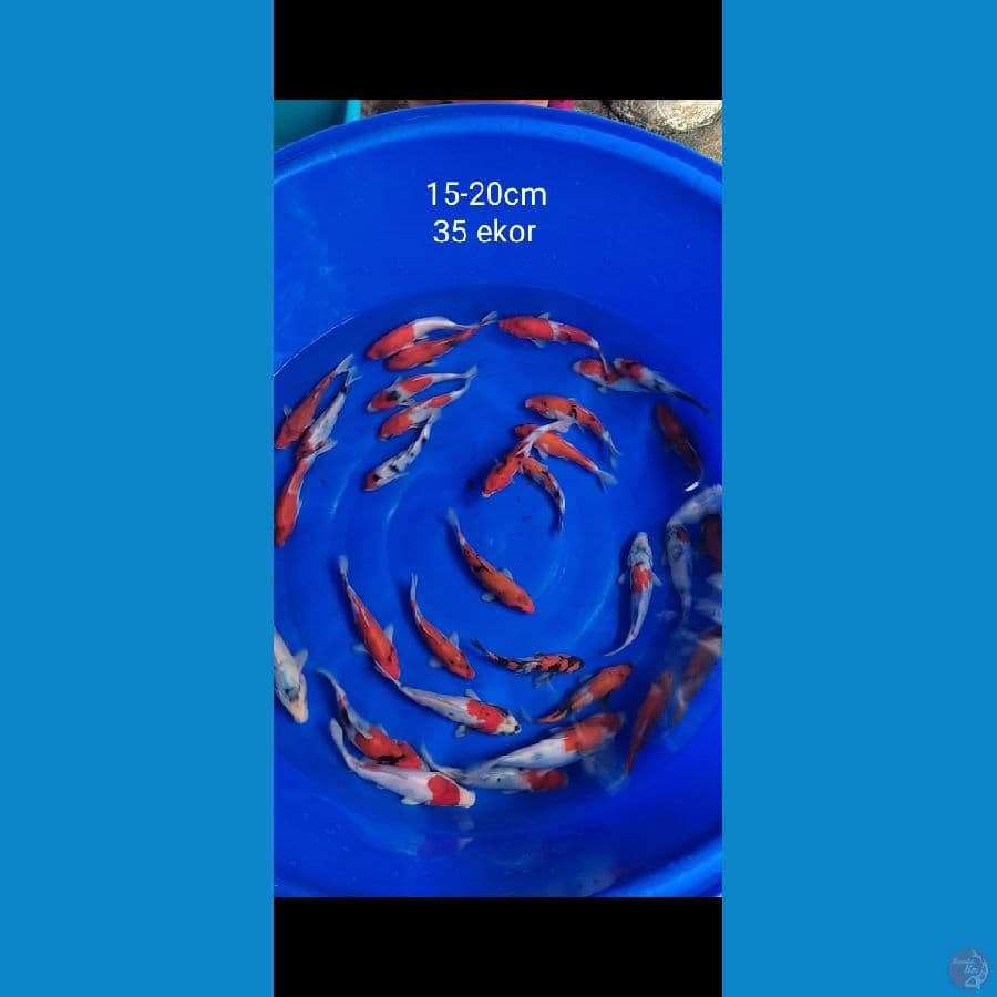 showa 35 ekor 15-20cm