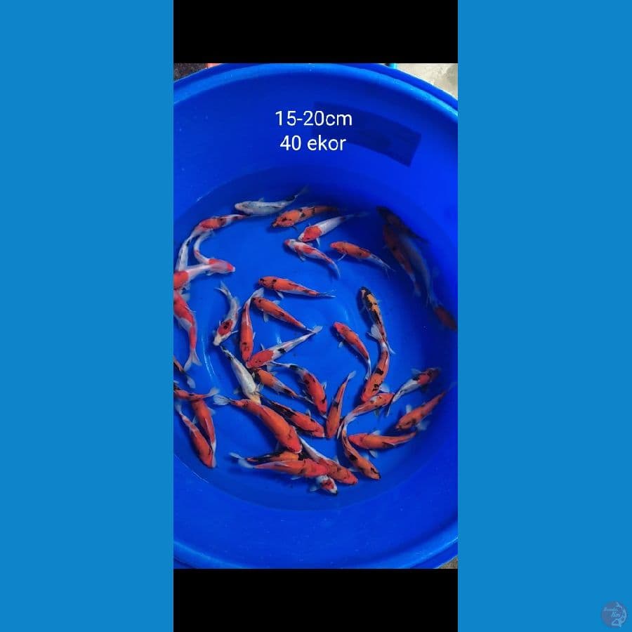 Showa size 15-20cm 40 ekor