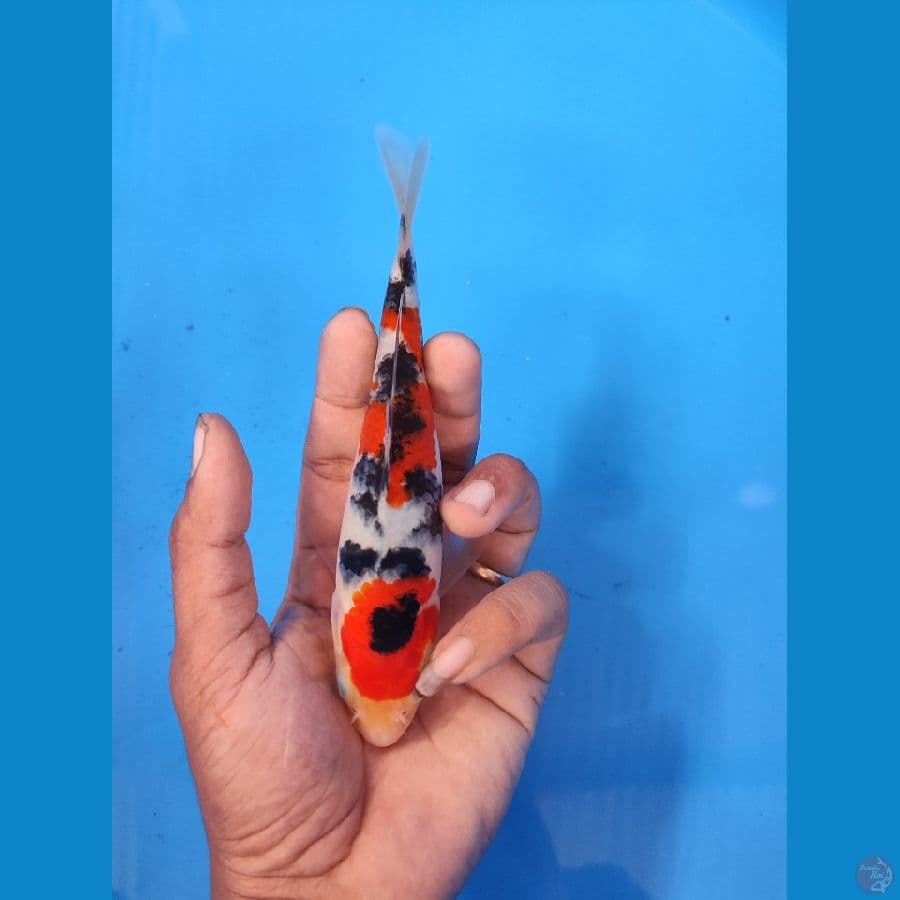 MINIONS SANKE HQ~17cm-MALE~