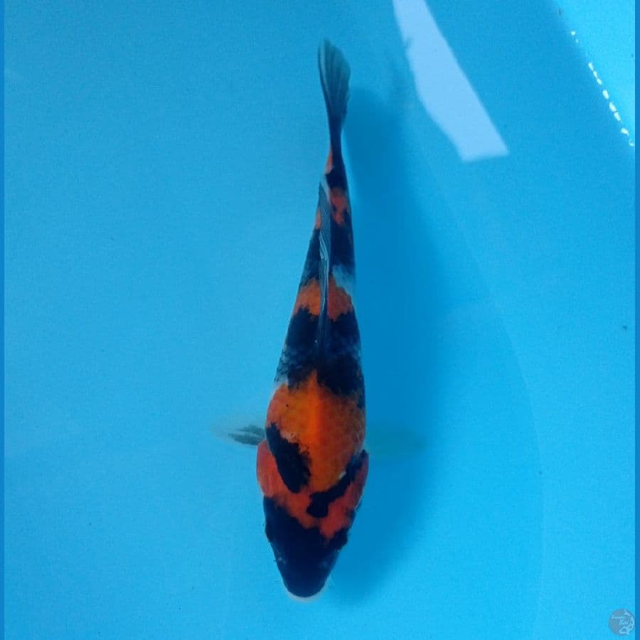 showa 16 cm