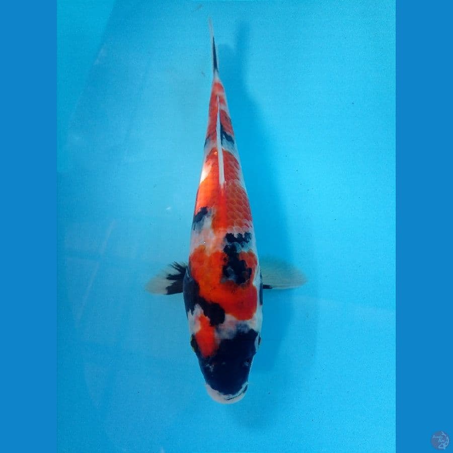 showa 25 cm