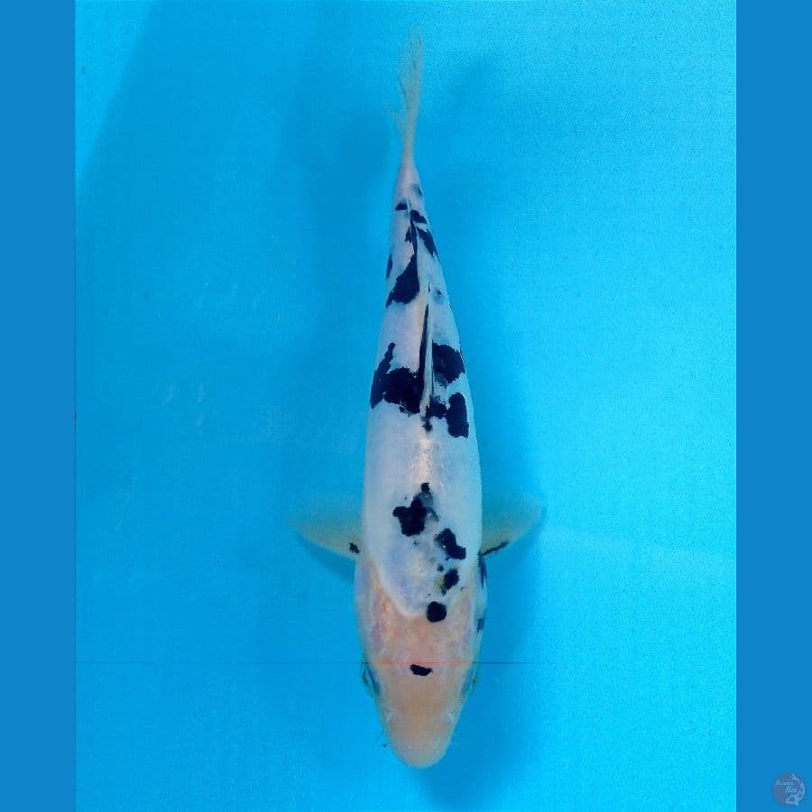 bekko 22cm