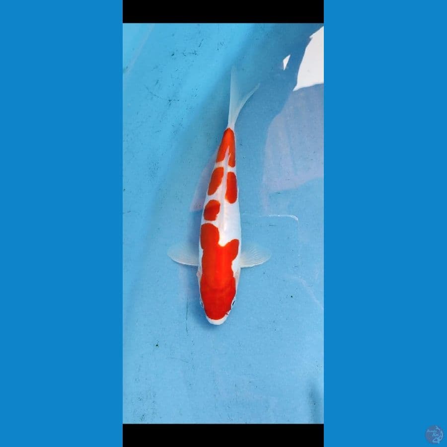 kohaku doitsu _ 20 cm