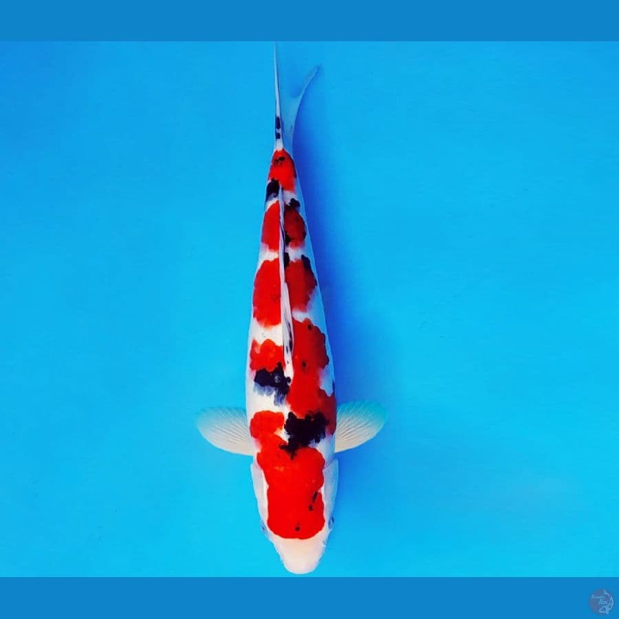 MEDUSA 1 ~ SANKE 32 cm/male ™
