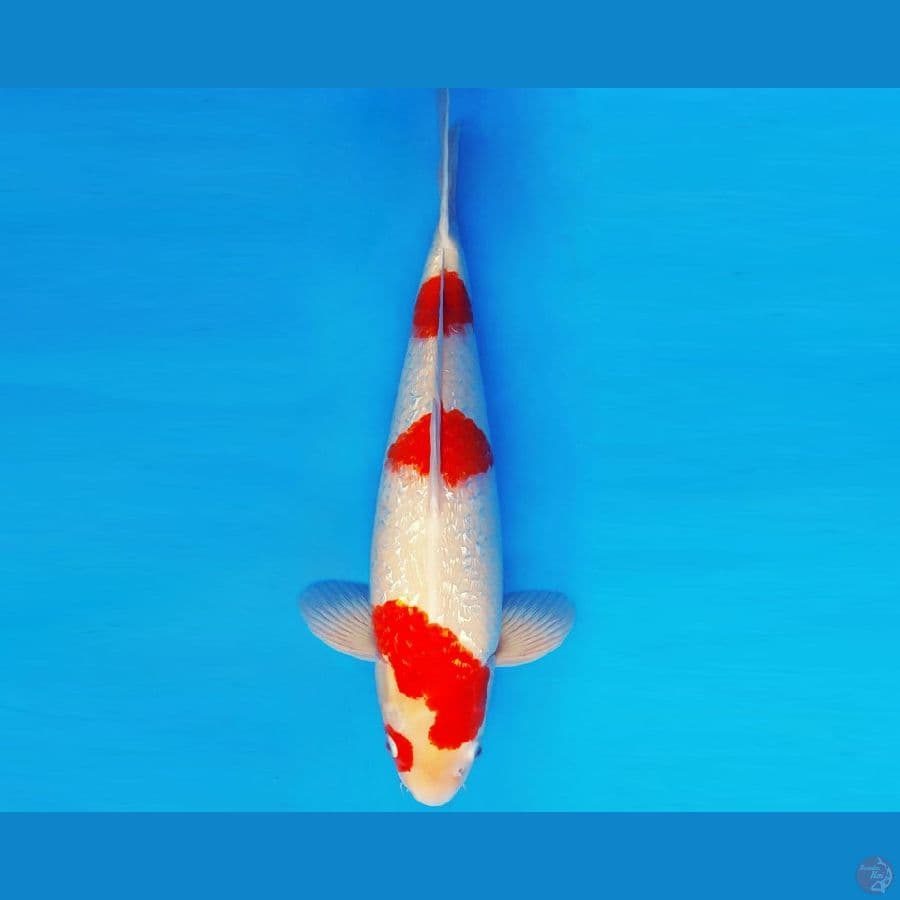 MEDUSA 6 ~ KOHAKU GIN RIN 46 cm/male ™