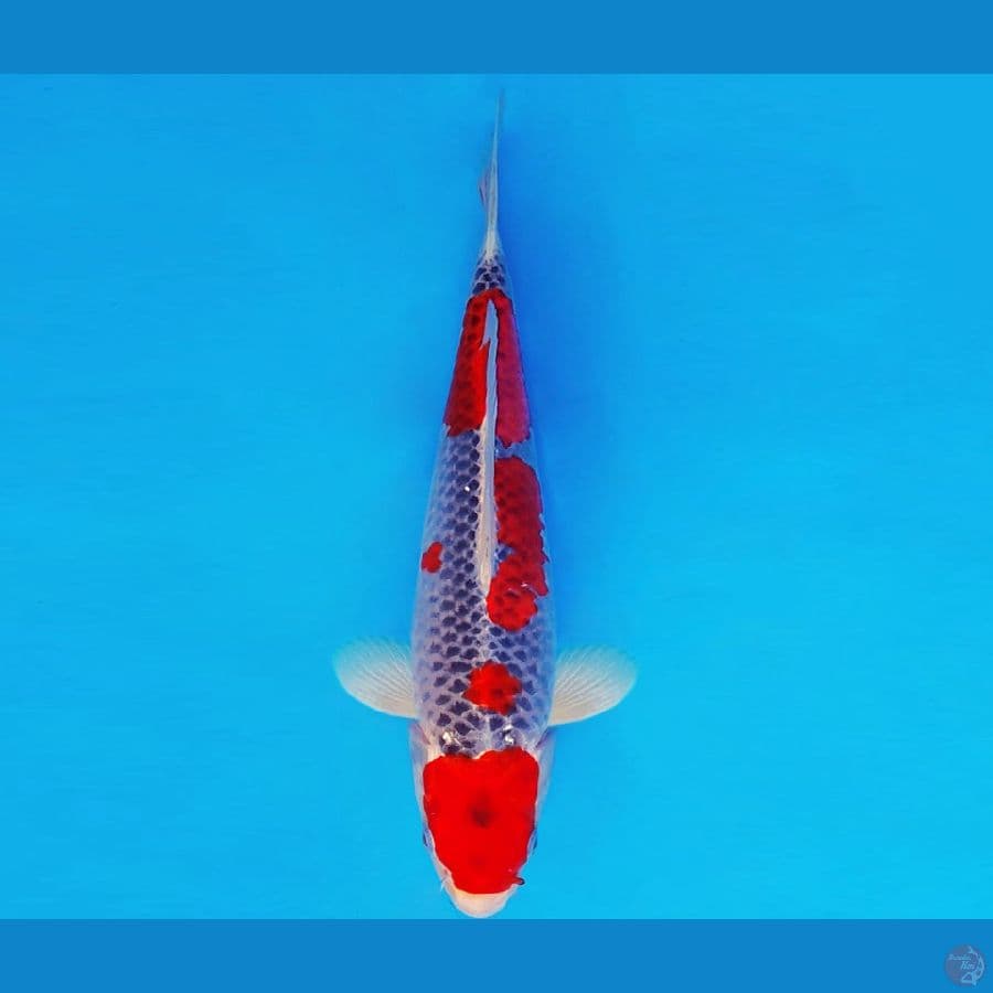 MEDUSA 8 ~ GOSHIKI 34 cm/male ™