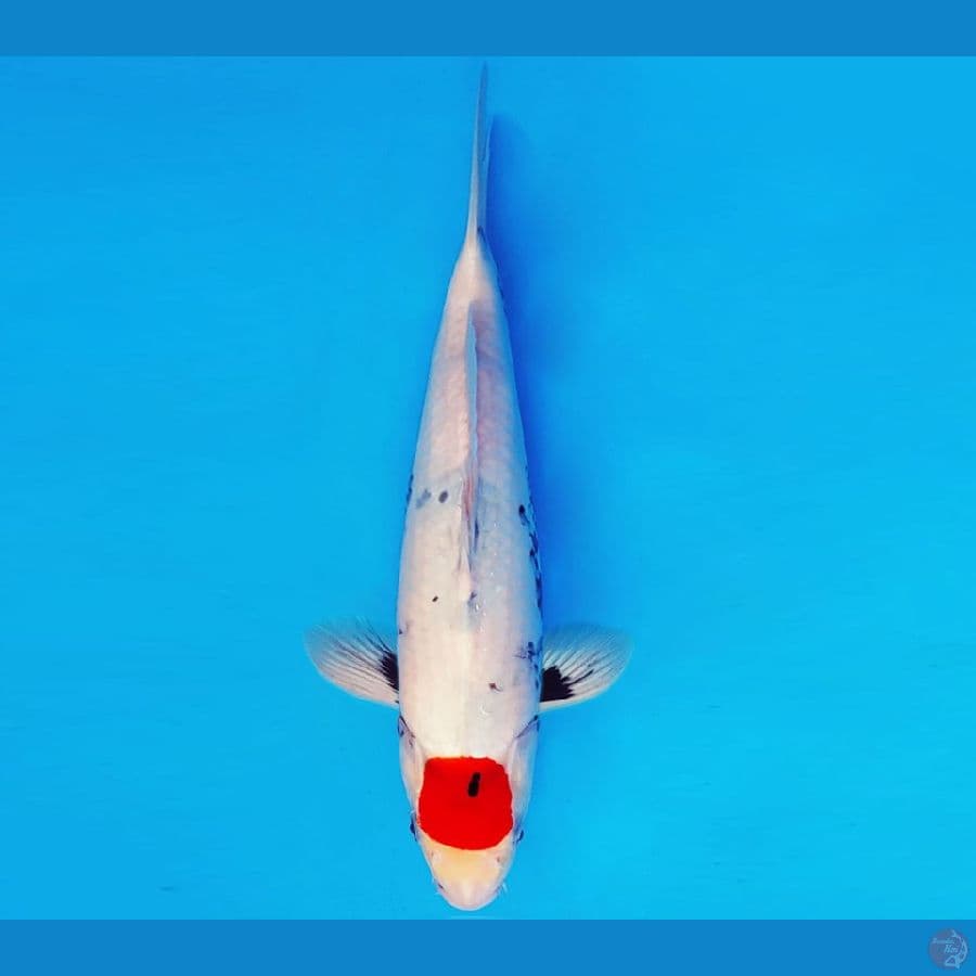 MEDUSA 10 ~ TANCHO SHOWA EVO 35 cm/male ™