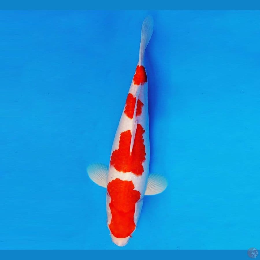 MEDUSA 11 ~ KOHAKU 36 cm/fm ™