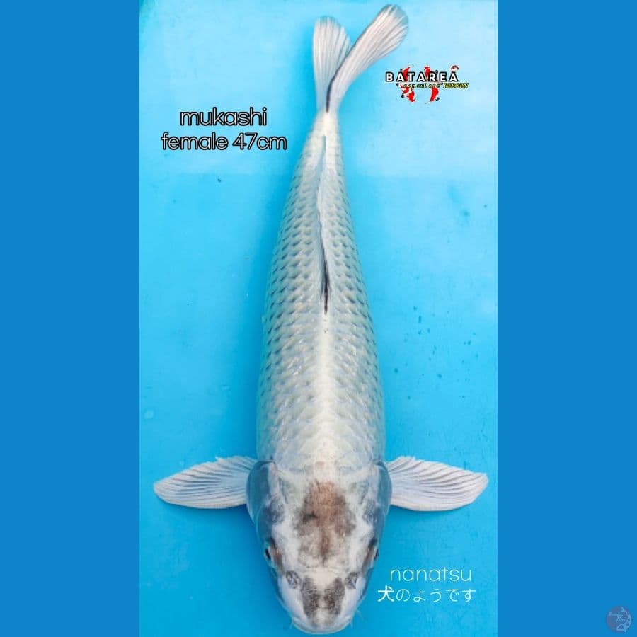mukashi B