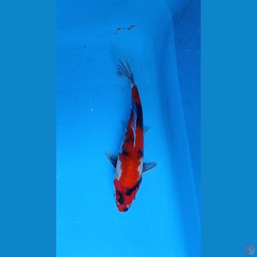 Showa 16cm
