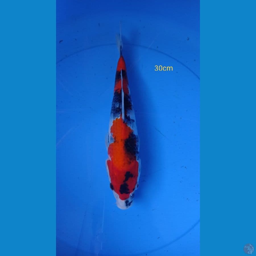 ~SHOWA 30cm~