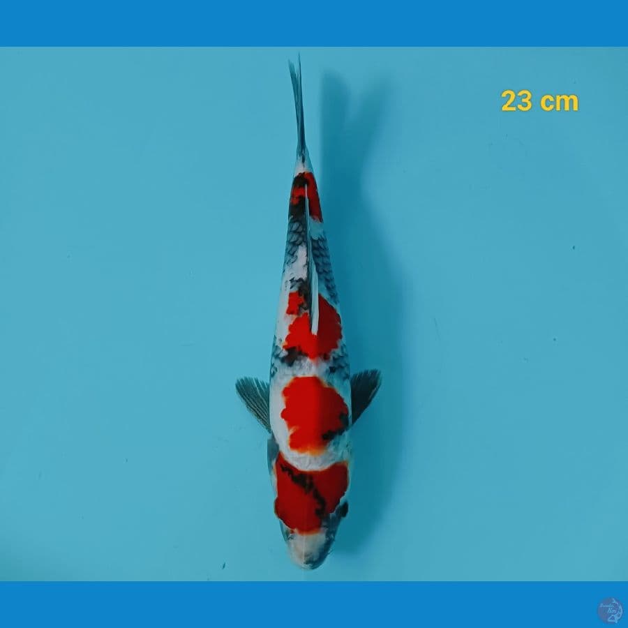 SQ showa male 23 cm
