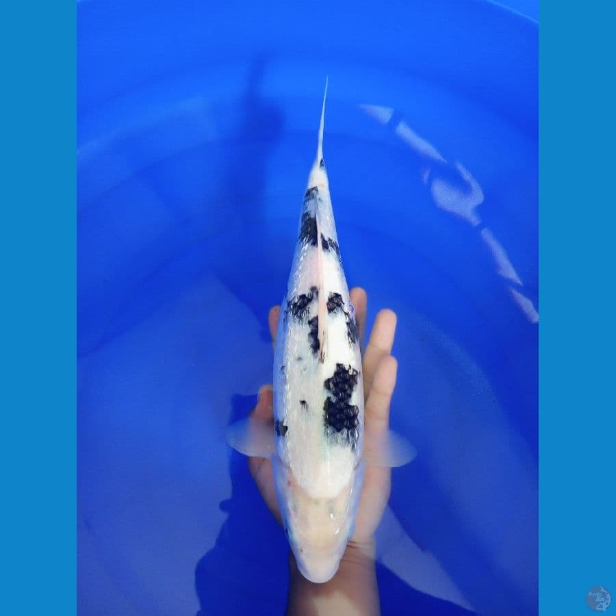 SHIRO GINRIN - F35