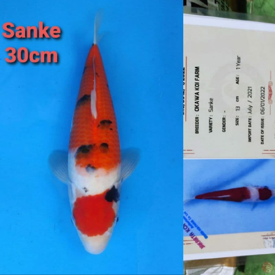 OKAWA SANKE MARUTEN 30CM