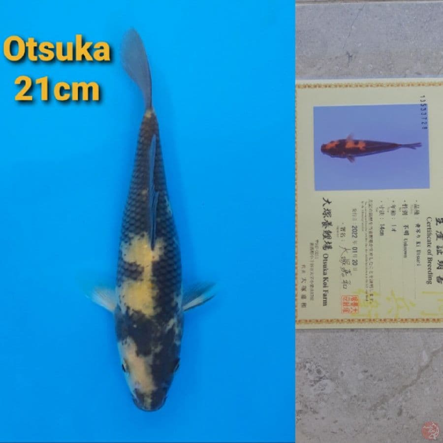 OTSUKA KIUTSURI 21CM